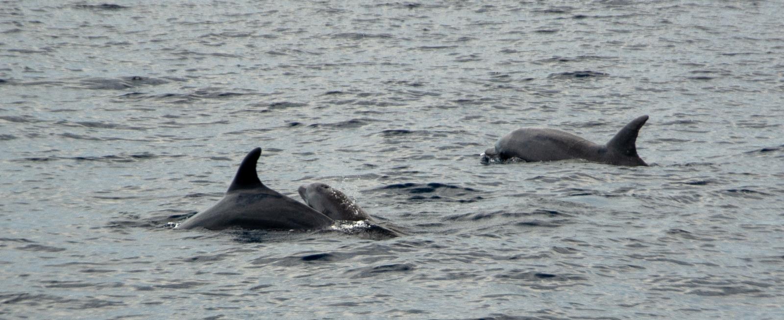 Delfin Delfinbaby Kvarner Bucht