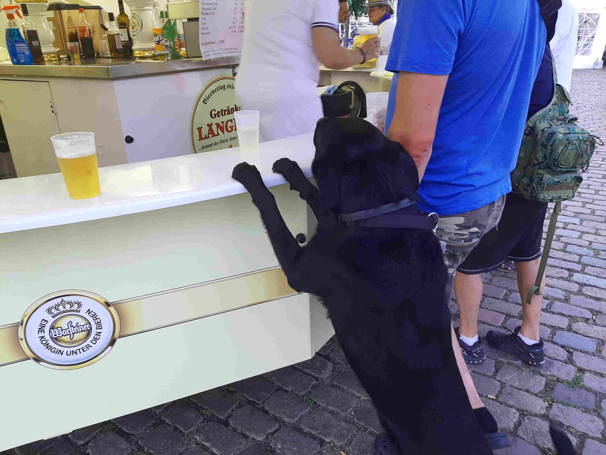 Dogpils Hundebier Wieck